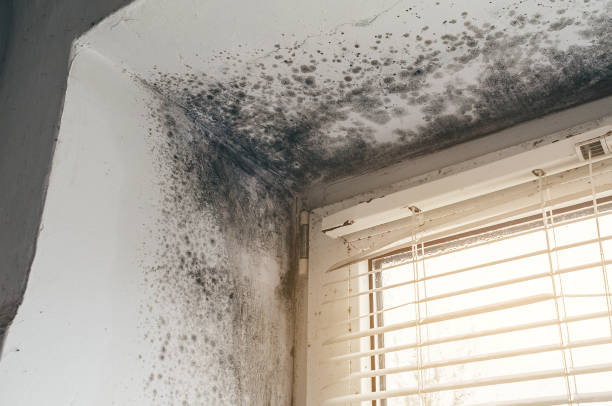 Affordable Bathroom Mold Removal solutions in Fort Bragg, NC